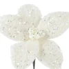 Poinsettia beige, 18 cm